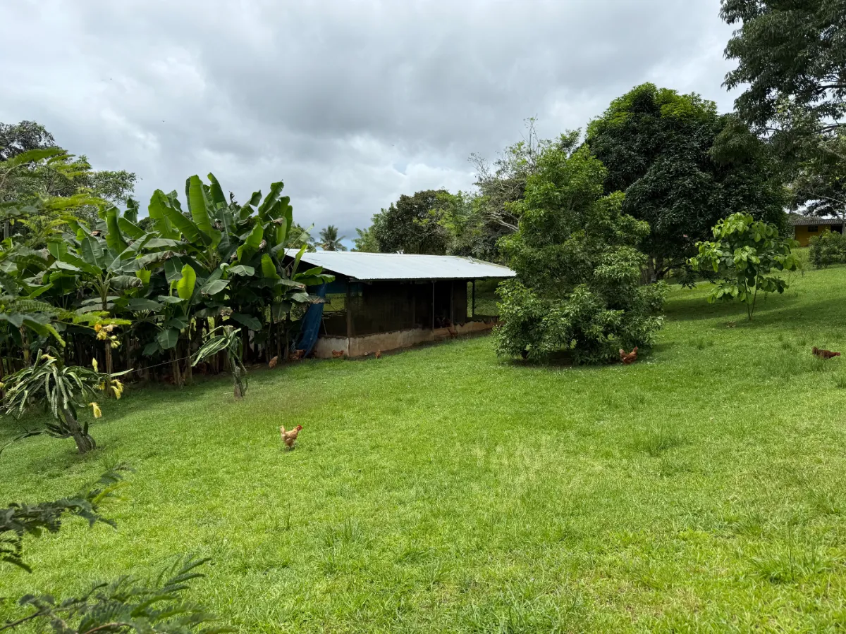 Photo of the lot for sale in La Chorrera