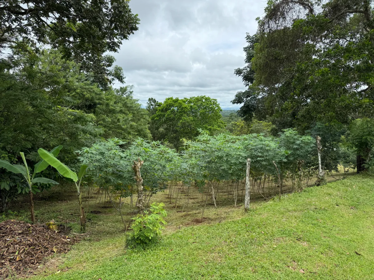 Photo of the lot for sale in La Chorrera